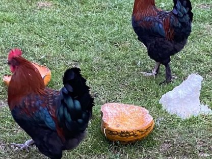 Bild 3:Enten, Wyandotten, Marans, Gänse