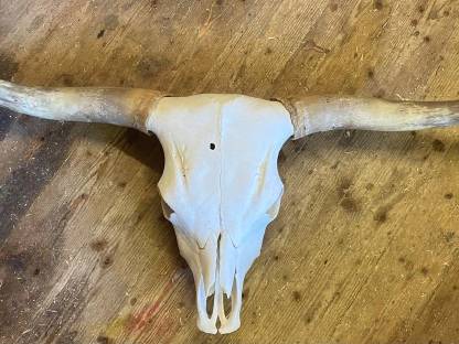 Bild 6:Hochlandrinderkopf