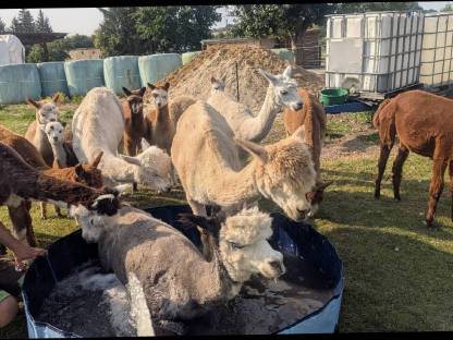 Bild 7:Gedeckte Alpakastuten, junge gedeckte Alpakastuten, Alpakas