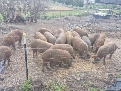 Rote Freiland Mangalitza Schweine