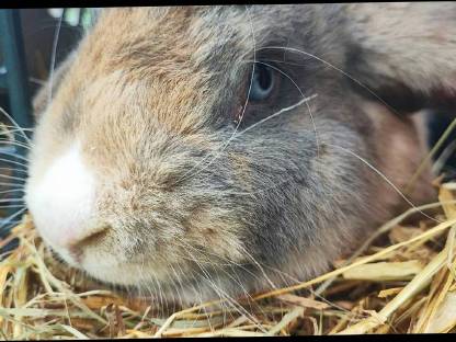 Bild 4:Deutscher Widder Rammler