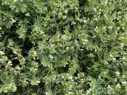Bio-Winterwicke