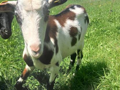 Bild 3:1-jährige Tauernscheckenziege