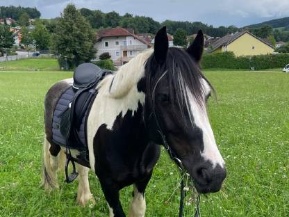 Charly – Ausdrucksstarker Irish Cob Wallach
