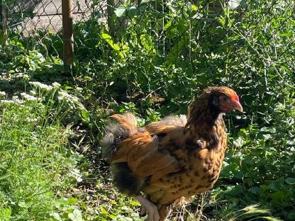 Bild 3:Hühner und Hähne reinrassig, teilweise farbrein