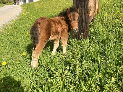 Bild 3:Minishetlandpony Fohlen zur Abgabe