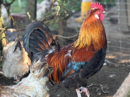 Bild 9:Bruteier und Jungtiere vom Sulmtalerhuhn, weizenfarbig