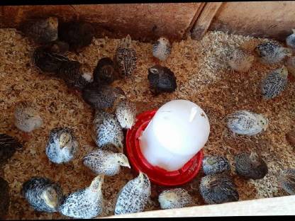 Bild 2:Legewachtel Jungtiere