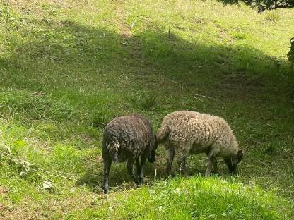 Bild 5:Liebe kleine oussant widder suchen ein neues zuhause