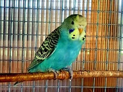 Bild 2:Wellensittiche