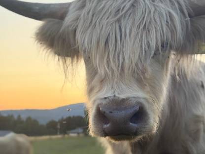 Bild 7:Hochlandrinder Bestand