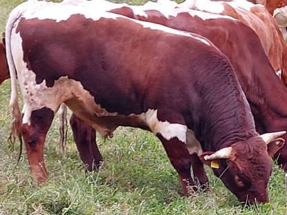 Bild 5:Original Pinzgauer Zuchtstier