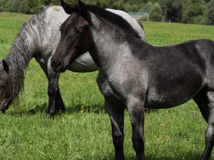 Bild 5:Franziska Noriker Stutfohlen Mohrenkopf zu verkaufen