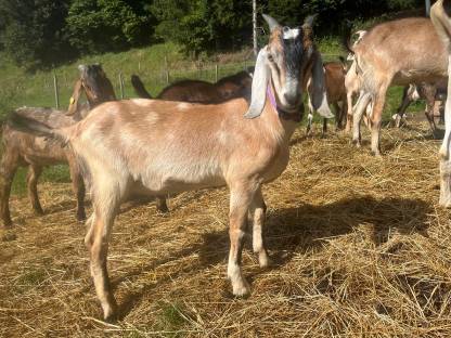 Bild 6:Anglo Nubier Ziegen Bockkitze, Herdbuch