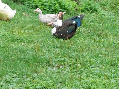 Enten