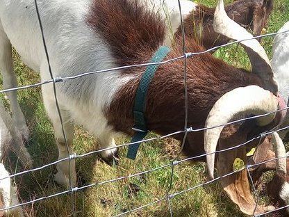 Bild 5:Wer will ein süßes Burenböcklein