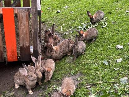 Bild 3:Deutsche Riesen