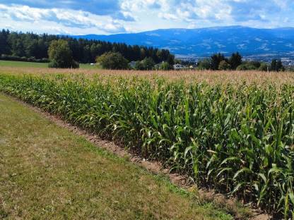 Bild 3:Silomais ab Feld