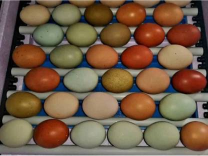 Bild 3:Bunte Bruteier 10 + 2 Gratis € 17,- Easteregger Eier