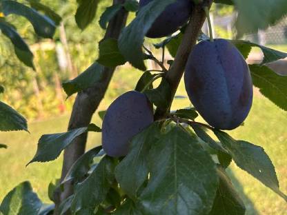 Bild 3:Obstbrände und Liköre