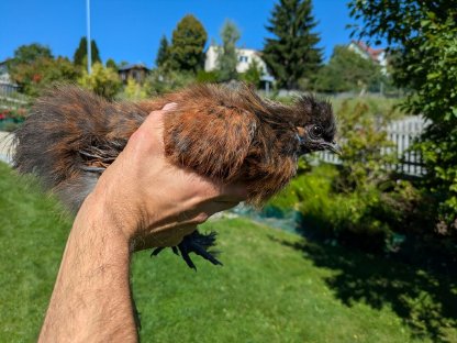Bild 4:Zwerg-Seidenhuhn-Hahn verschenken