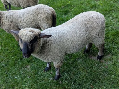 Bild 2:Reinrassiges Shropshire-Schaf