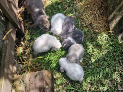 Bild 9:Süße kleine Minilop-NHD Widderhäschen