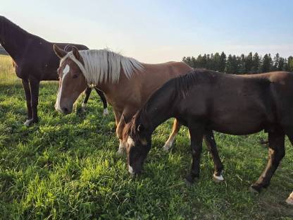 Bild 8:2 Noriker Hengst Jährlinge