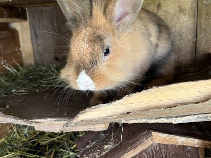 2 Meerschweinchen und 2 Hasen