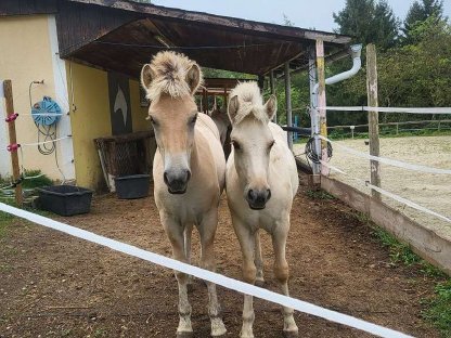 Bild 2:Fjordpferd Braunfalbe Jährling Pony Pferd