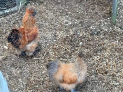 Bild 7:Zwerg Seidenhühner