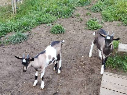Bild 5:Ziegenkitze