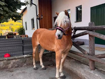 Bild 5:RESERVIERT! Tiroler Haflinger-Stute der Extraklasse (tragend)