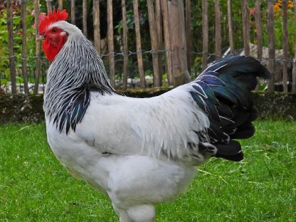 Sundheimer Junghahn
