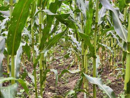 Bild 3:Bio Silomais ab Feld oder in Ballen