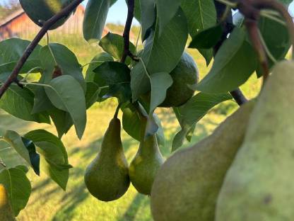Bild 2:Obstbrände und Liköre