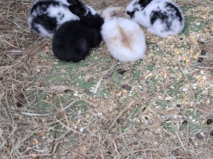 Hasenbabys ca. 3 Wochen große Rasse