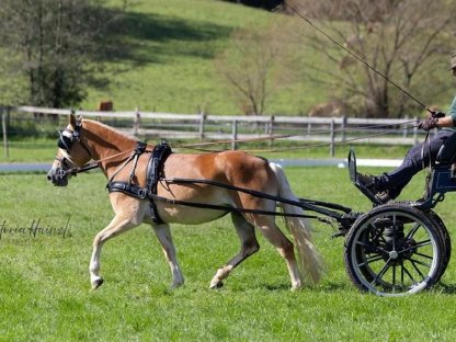 Bild 2:Trächtige, leistungsgeprüfte Haflingerstute zu verkaufen