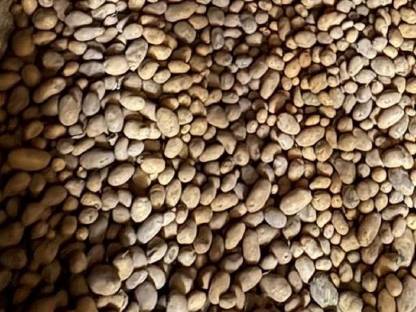 Bild 2:Speisekartoffel Ditta