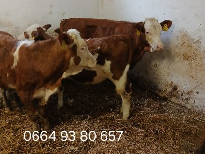 Fresser-FV weiblich