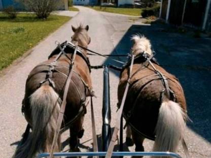 Bild 6:Classic Pony Wallache Gespann