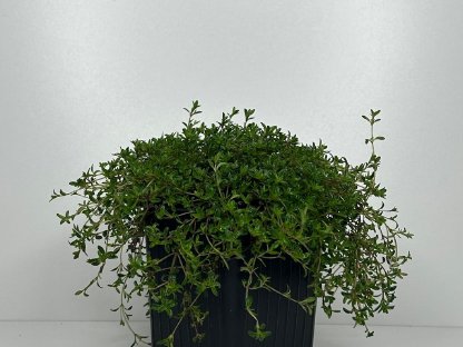 Bienenfreundliche Bodendecker, Kriechender Thymian