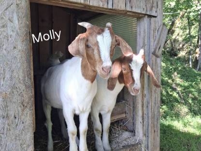 Bild 4:Jungziegen zu verkaufen