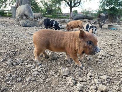Bild 4:Bio Mini Kune Kune Ferkel