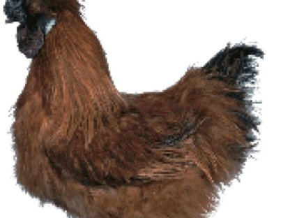 Ayam Cemani und Brahma Zwergseidenhuhn Hahn zuchttaugliche