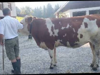 Bild 4:Trächtige Fleckviehzuchtkalbin