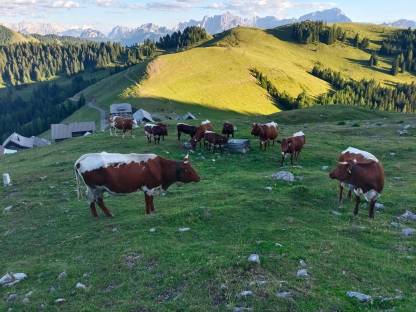Pinzgauer Rinder weiblich hornlos