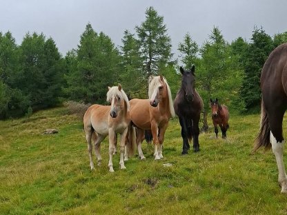 Bild 2:Haflinger für Sport & Freizeit