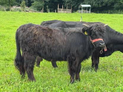 Bild 7:Hochlandrinder Kühe tragend mit Kuhkalb, Kalbin 1-jährig