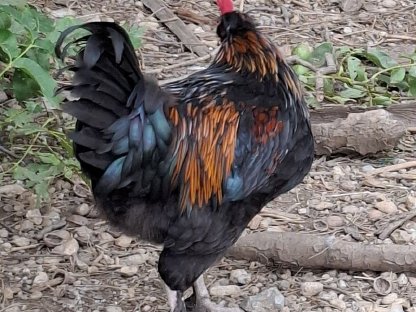 Bild 2:Verschiedene Hähne